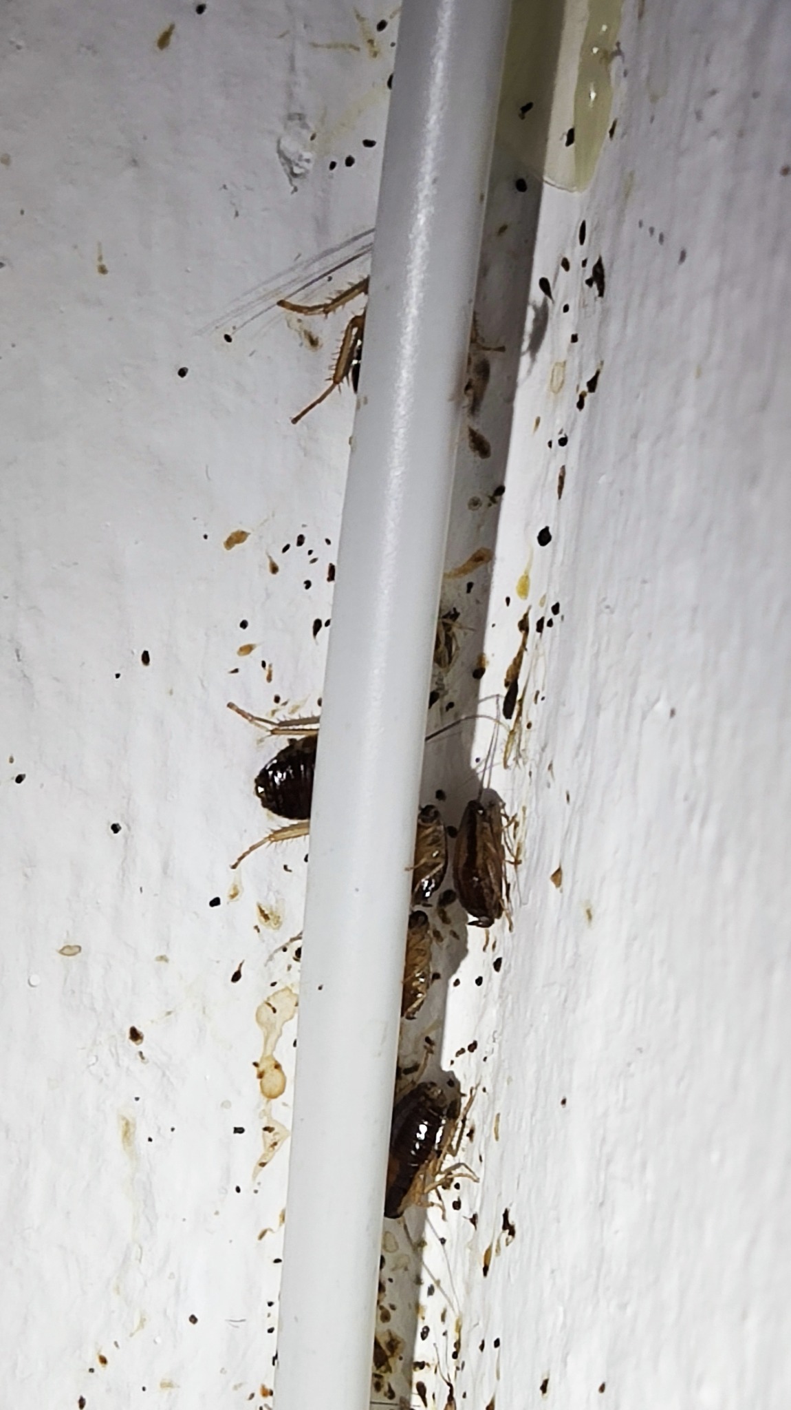 Martwe i żywe karaluchy oraz odchody owadów przy białej rurze na brudnej, białej ścianie.