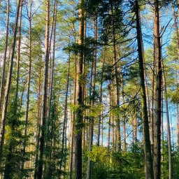 Holz - wycinka drzew - Opał Gdańsk