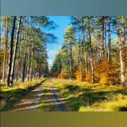 Leśna droga w jesiennej scenerii, wysokie drzewa iglaste i liściaste z żółtymi liśćmi, błękitne niebo w tle.