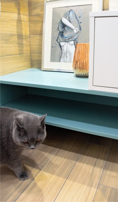 Niebieska szafka z dekoracjami i obrazem, na podłodze szary kot rasy brytyjskiej.