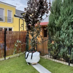 Młode drzewo o bordowych liściach, zabezpieczone folią i pasami transportowymi, umieszczone na drewnianej platformie z kółkami, przygotowane do sadzenia na trawniku przed domem z żółtą elewacją.