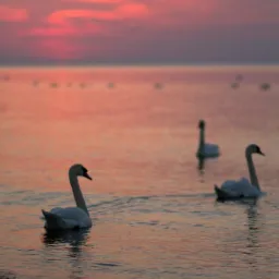 Trzy łabędzie pływają po spokojnej wodzie o zmierzchu, niebo w odcieniach różu i pomarańczy, w tle rozmyte sylwetki innych ptaków, w lewym dolnym rogu widoczne logo 'Master Cam Films'.