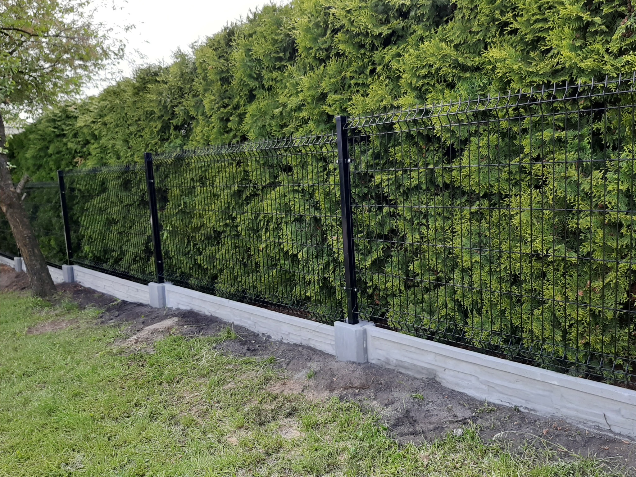 Nowoczesne ogrodzenie panelowe z podmurówką betonową na tle gęstego żywopłotu z tui.