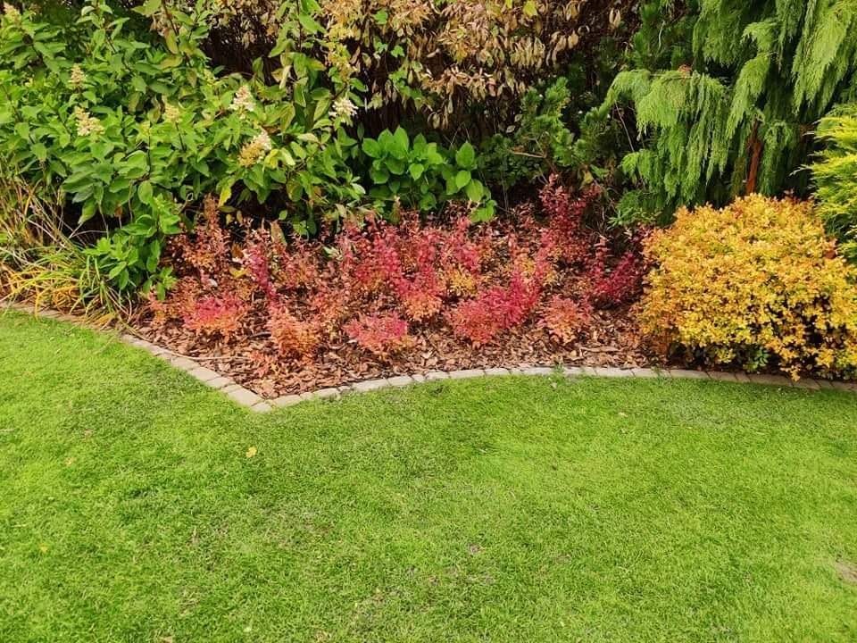 Kadr na rabatę z kolorowymi krzewami (czerwone i żółte) i korą, oddzieloną od trawnika kamiennym obrzeżem, z różnorodną roślinnością w tle.
