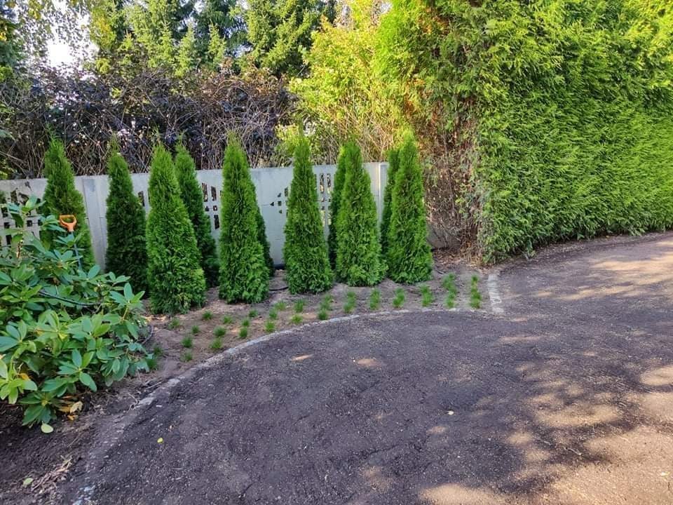 Świeżo posadzone szmaragdowe tuje w rzędzie, oddzielone od trawnika pasem świeżej ziemi, z widoczną pomarańczową łopatką ogrodową i wysokim żywopłotem w tle.