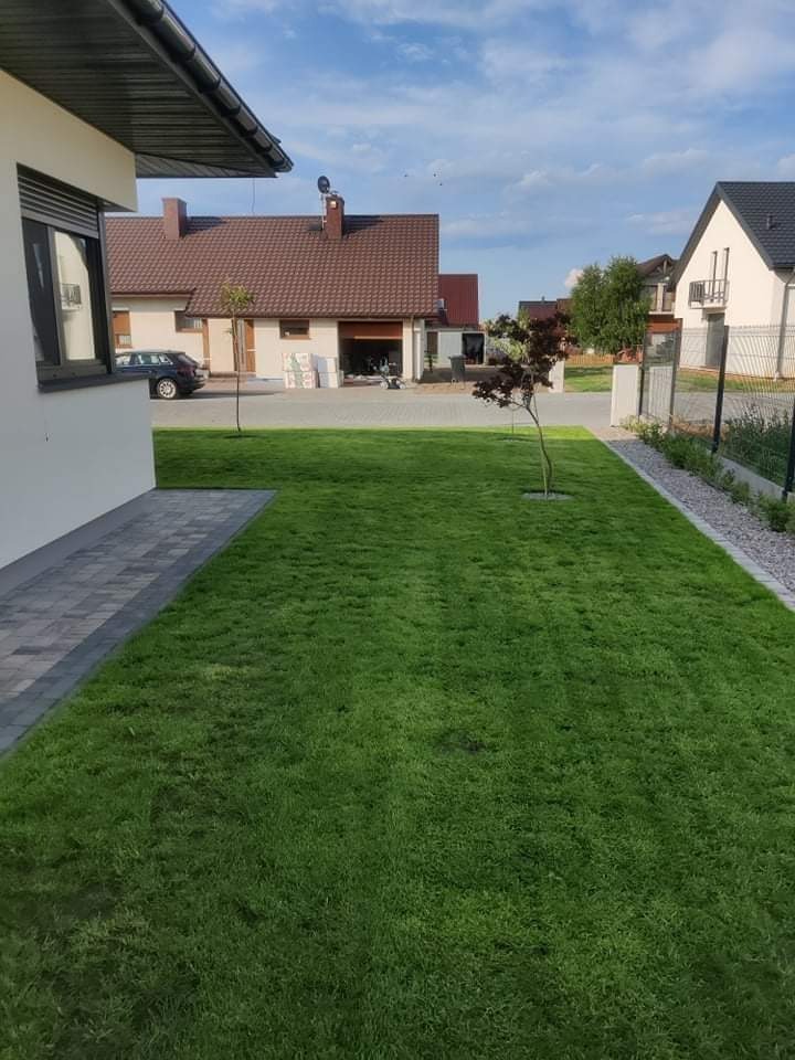 Świeżo założony trawnik z rolki przed domem jednorodzinnym, widoczne młode drzewka i kostka brukowa na ścieżce.