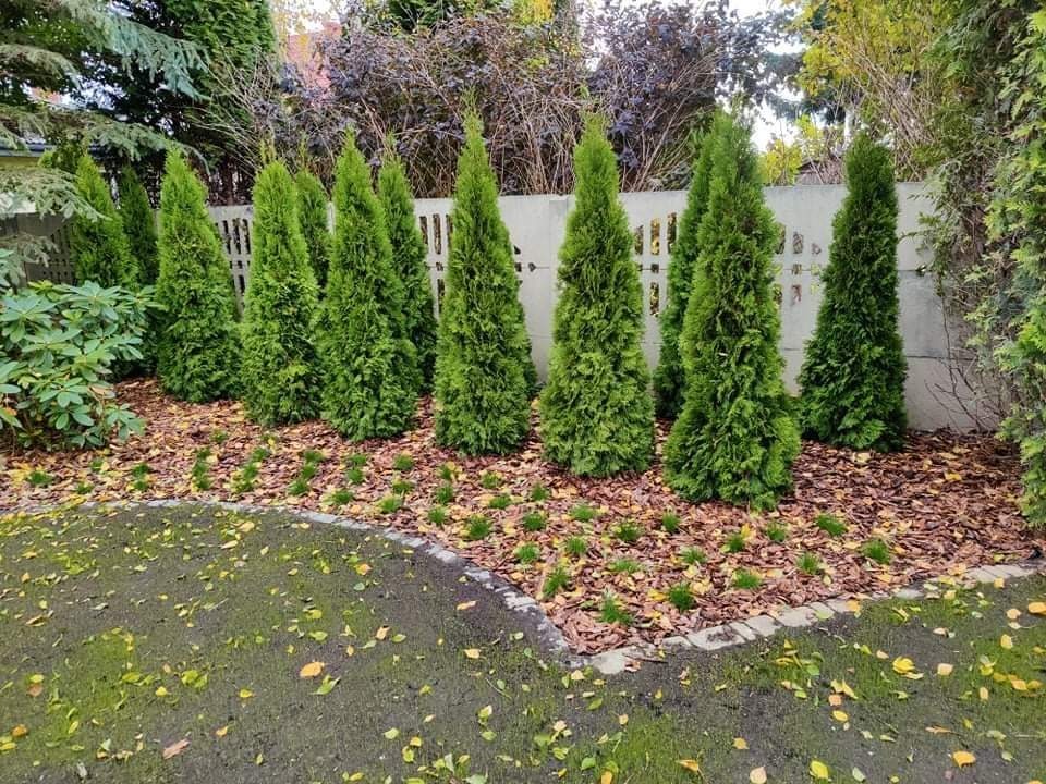 Rząd świeżo posadzonych, zielonych tuj z brązową korą wokół podstawy, oddzielony od trawnika obrzeżem. Na drugim planie betonowy płot.