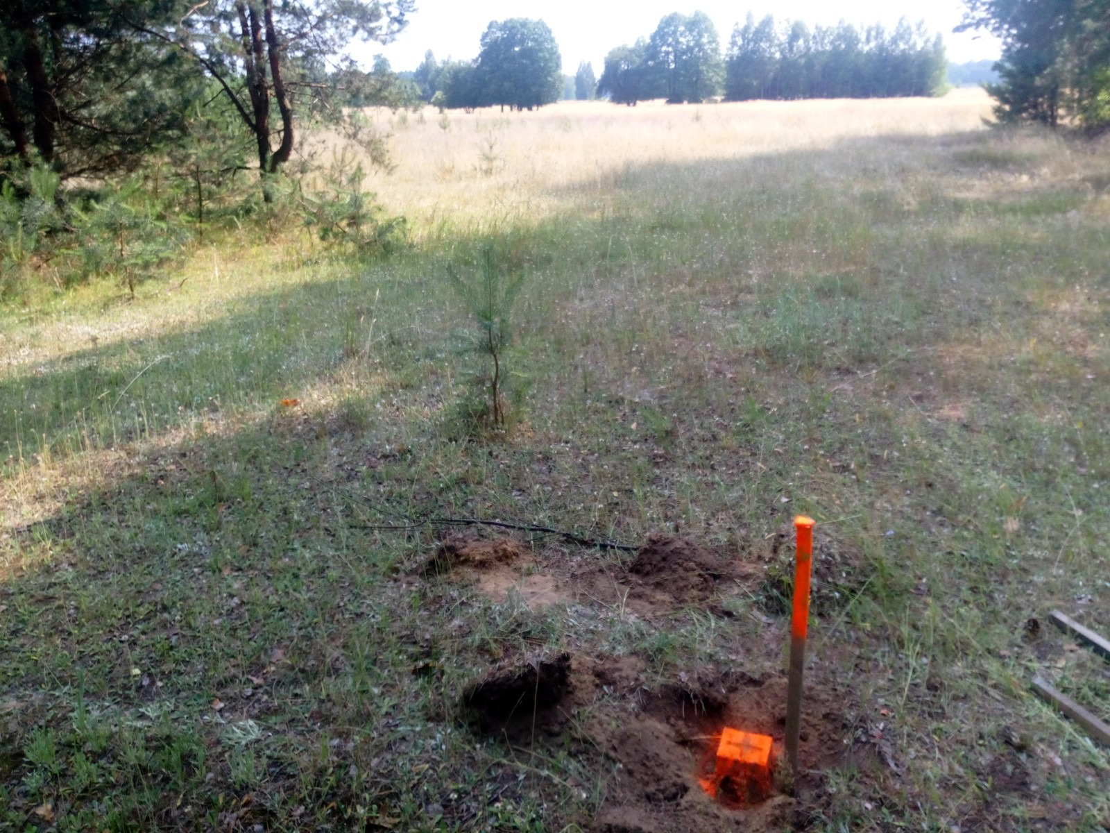 Pomarańczowy palik geodezyjny wbity w ziemię na zalesionej działce, widoczny wykop i rozrzucona ziemia, w tle łąka i drzewa.