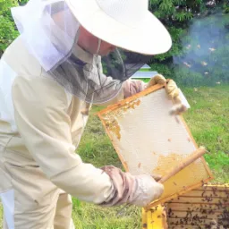 Pszczelarz w kombinezonie ochronnym wyjmuje ramkę z miodem z ula, unoszący się dym i rój pszczół w tle.