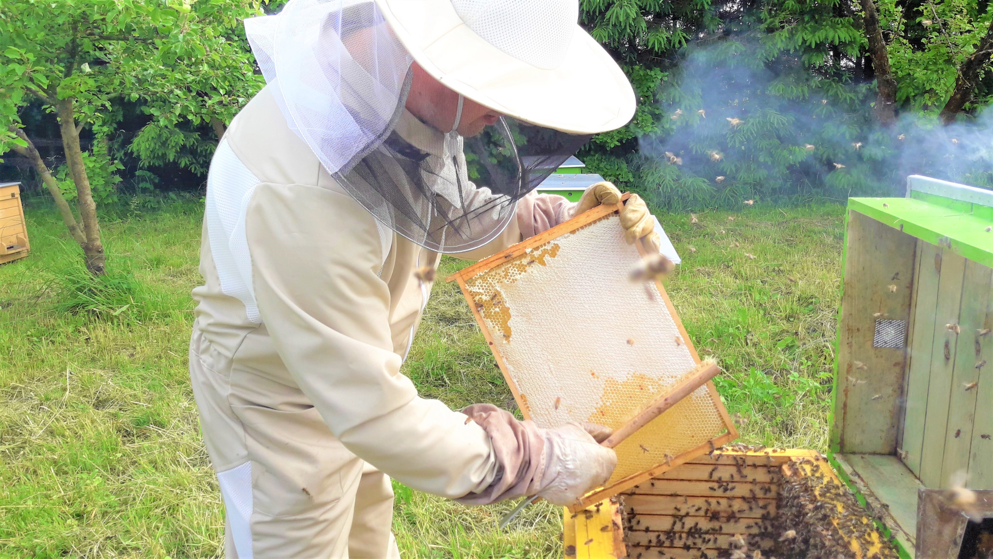 Pszczelarz w kombinezonie ochronnym wyjmuje ramkę z miodem z ula, unoszący się dym i rój pszczół w tle.