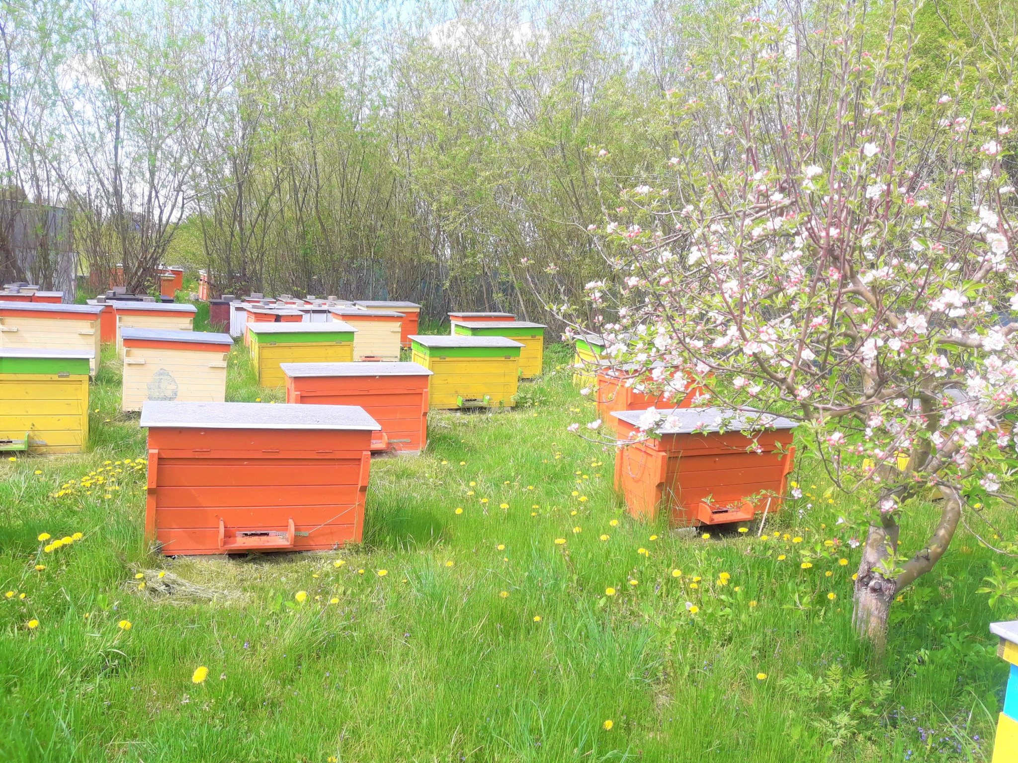 Ule w sadzie z kwitnącymi drzewami owocowymi, widoczne różnokolorowe ule wśród zielonej trawy i żółtych kwiatów mniszka lekarskiego.