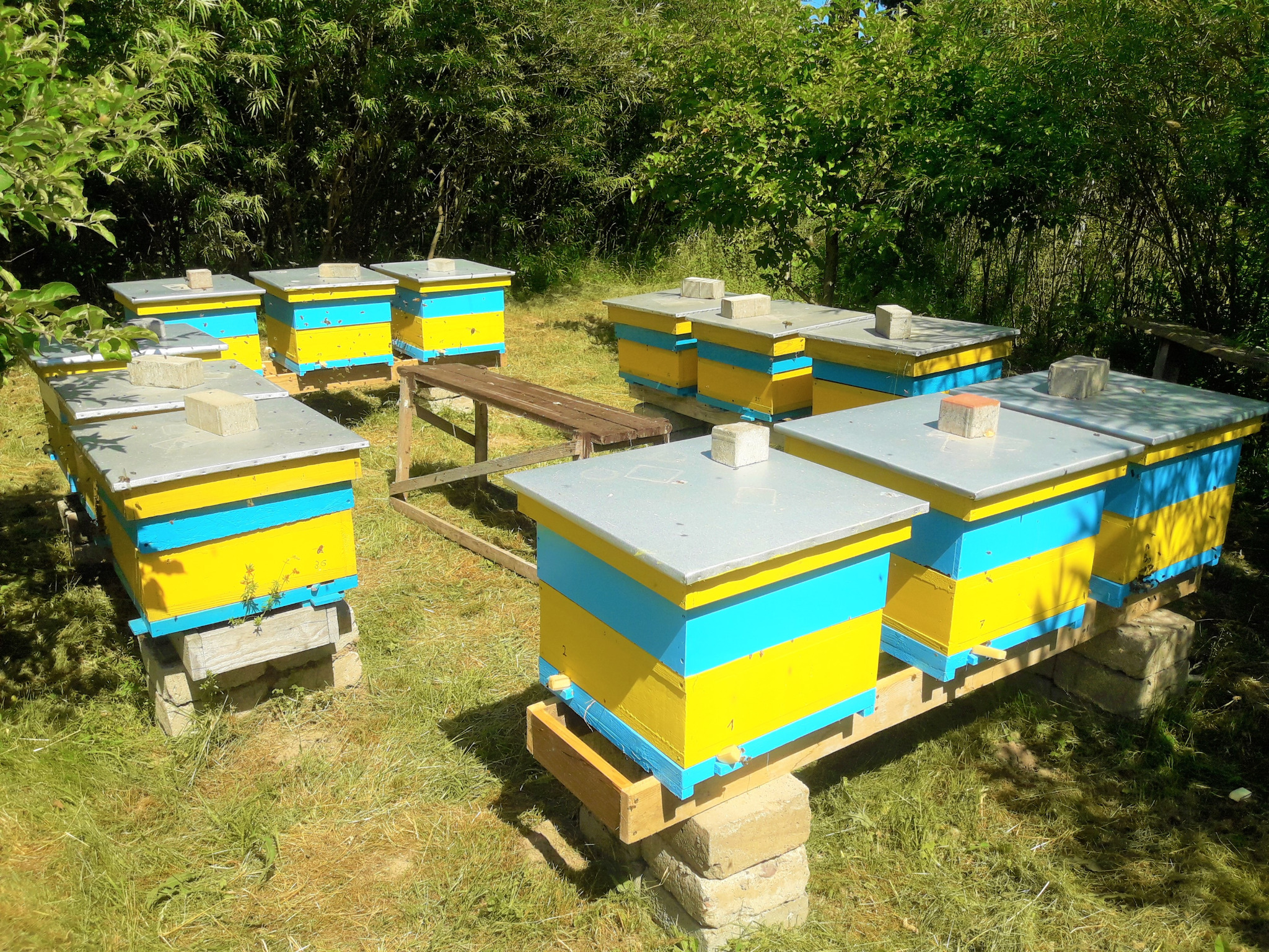 Ustawione w rzędach, pomalowane na żółto-niebiesko ule na trawiastym terenie, z widocznymi cegłami pod spodem i drewnianą ławką w tle.