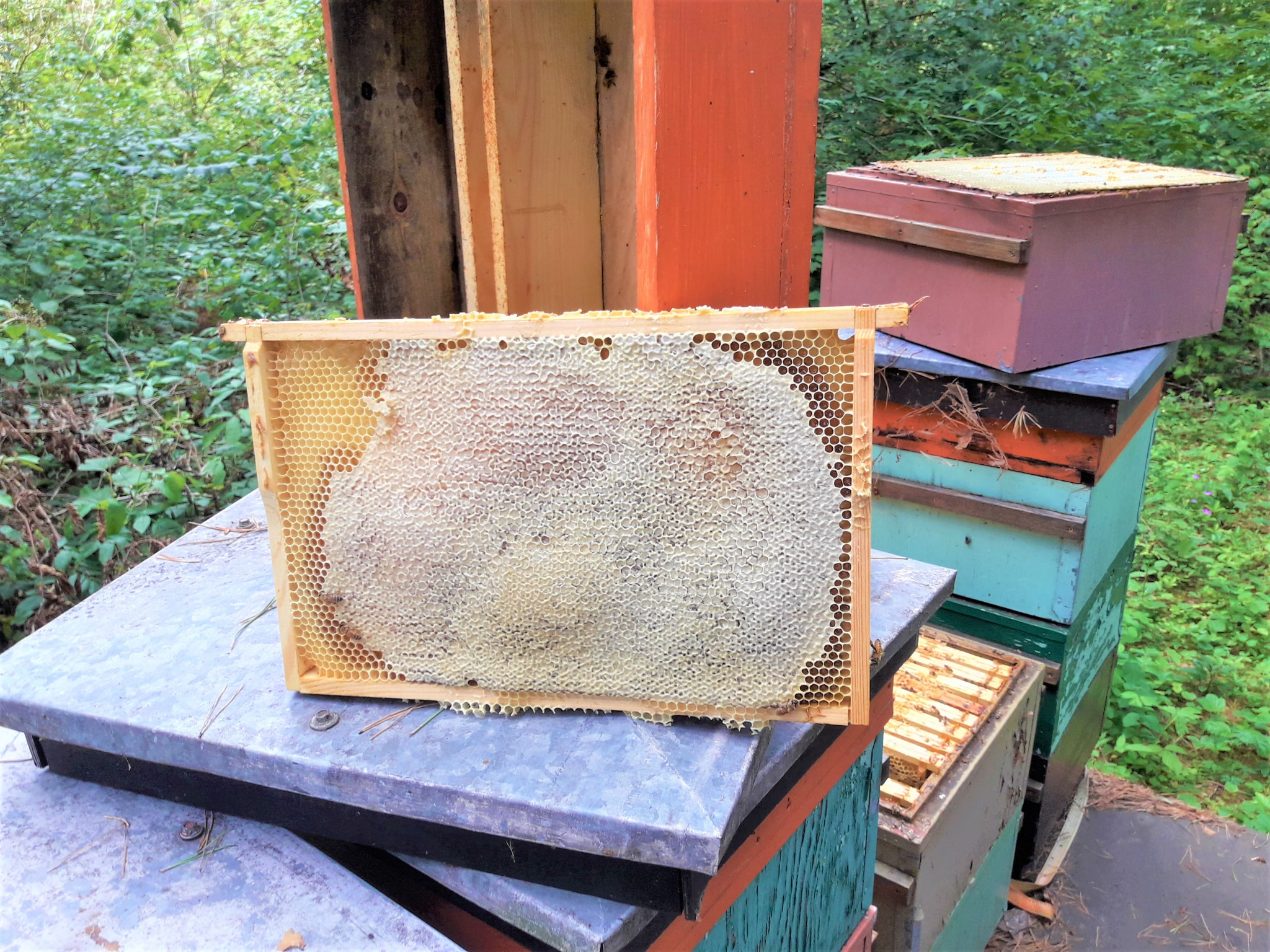 Ramka z pełnym plastrem miodu na tle uli w zaroślach, widoczne detale konstrukcji uli.