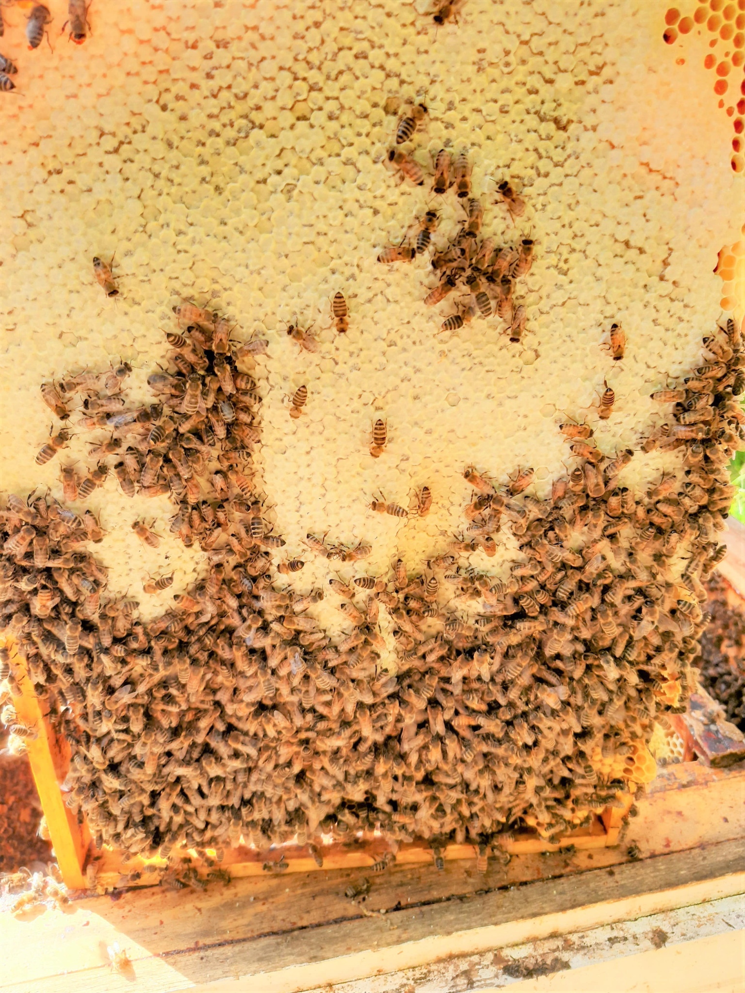 Ramka pszczela wypełniona plastrami miodu z widocznymi pszczołami, częściowo zasklepiona, umieszczona w ulu.