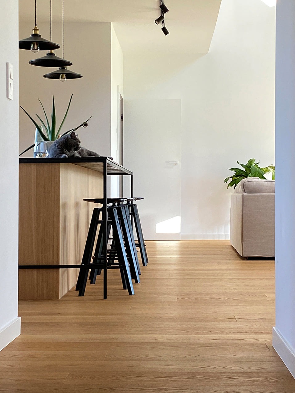 Jasna podłoga drewniana w nowoczesnym wnętrzu z wyspą kuchenną, czarnymi hokerami i szarym kotem wylegującym się na blacie.