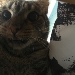 Wyprowadzanie psów Toruń 2