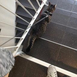 Wyprowadzanie psów Toruń 3