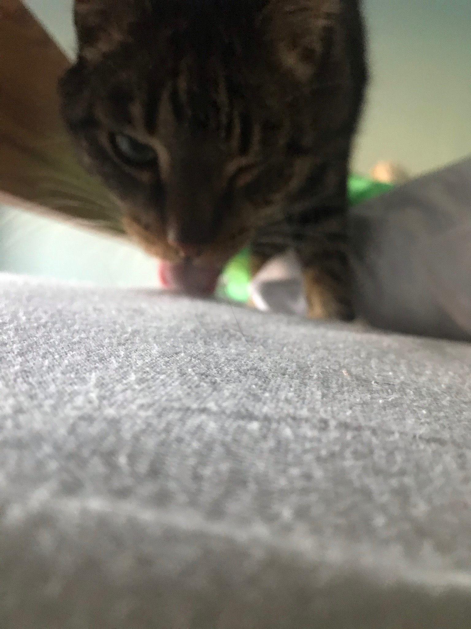 Zamazane ujęcie pyska pręgowanego kota z bliska, z widocznym językiem i szarym tłem.