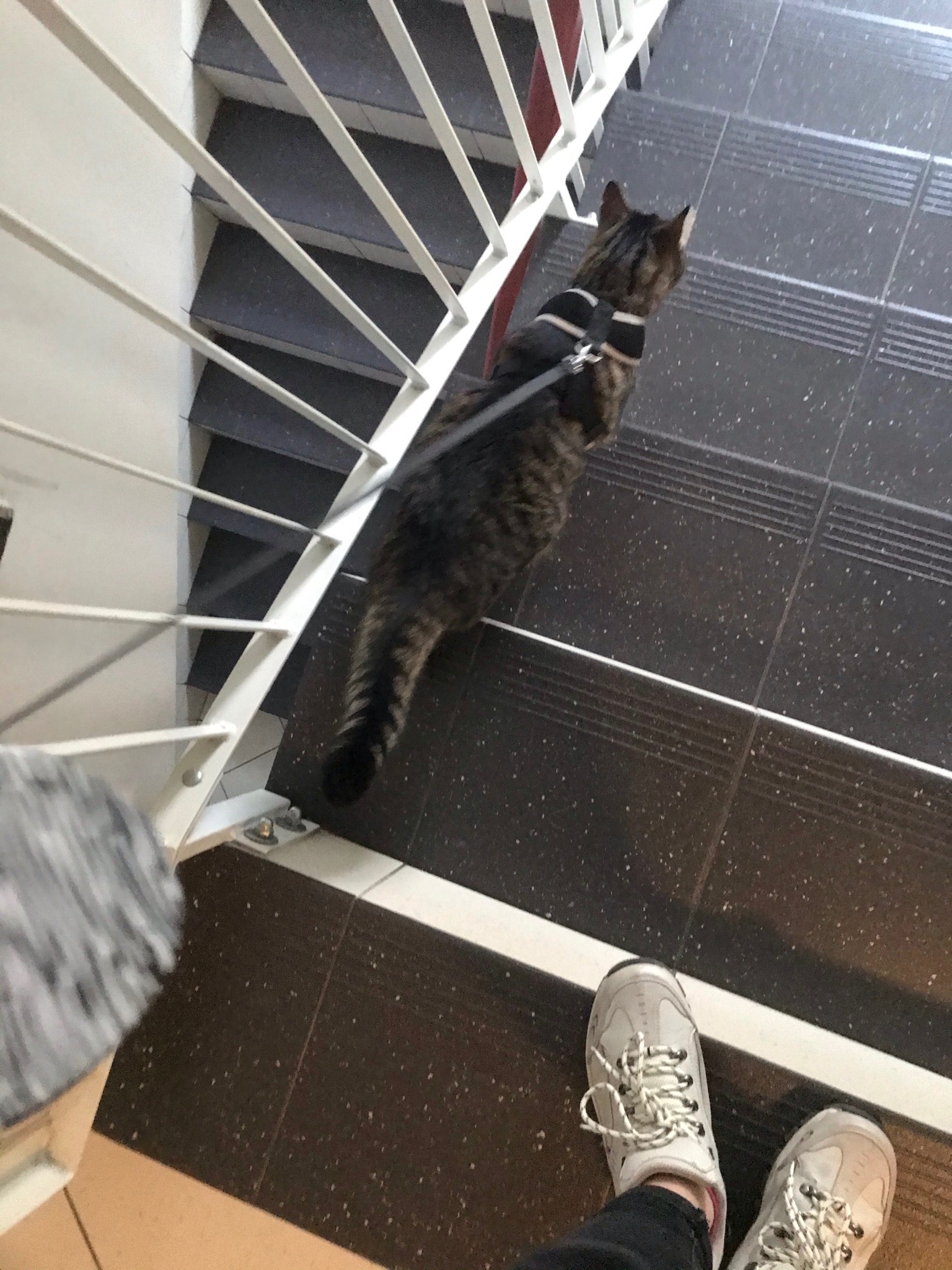 Tabby cat in a harness walking up tiled stairs, viewed from above, with white sneakers visible at the bottom of the frame.
