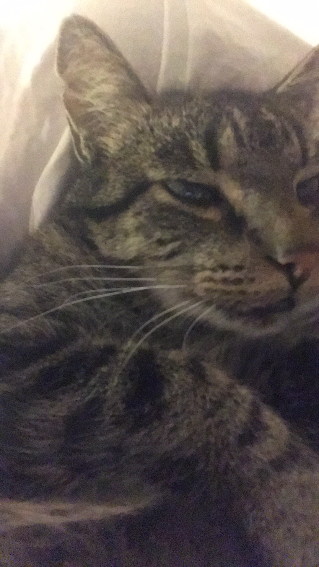 Portret tabby kota z bliska, widoczne pręgi na futrze i długie białe wąsy.