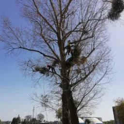 Dw&oacute;ch arboryst&oacute;w w uprzężach na dużej, bezlistnej topoli z gniazdami jemioły, pracujących na wysokości na tle błękitnego nieba.