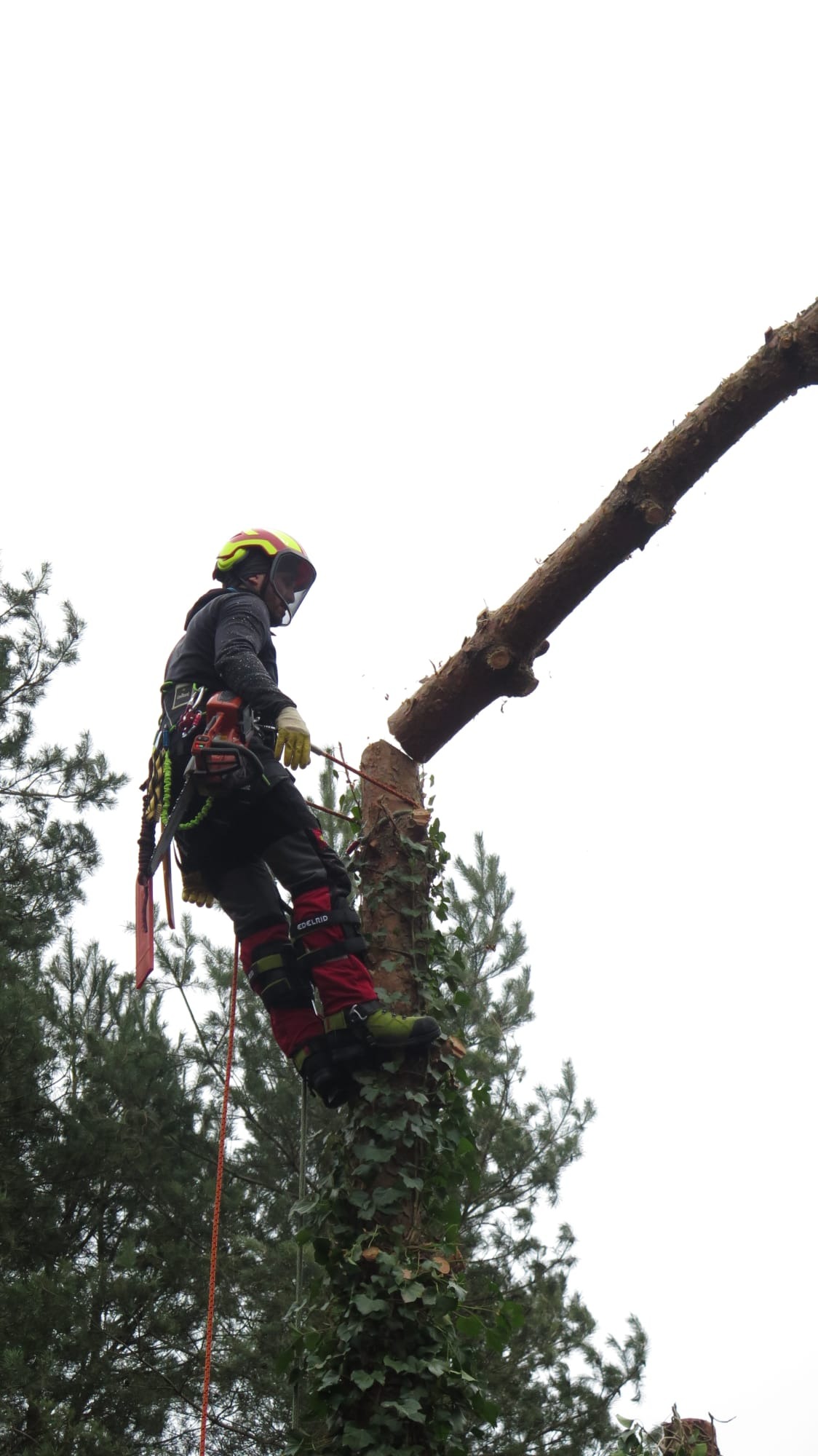Arborysta w kasku i uprzęży, na drzewie obrośniętym bluszczem, odcina gałąź piłą łańcuchową; w tle iglaste drzewa.