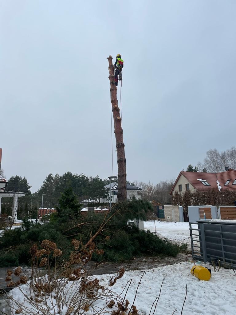 Arborysta w kasku i uprzęży, wysoko na ogołoconym pniu drzewa, z liną zabezpieczającą, obok leżą ścięte gałęzie na śniegu, w tle zabudowa jednorodzinna i pochmurne niebo.