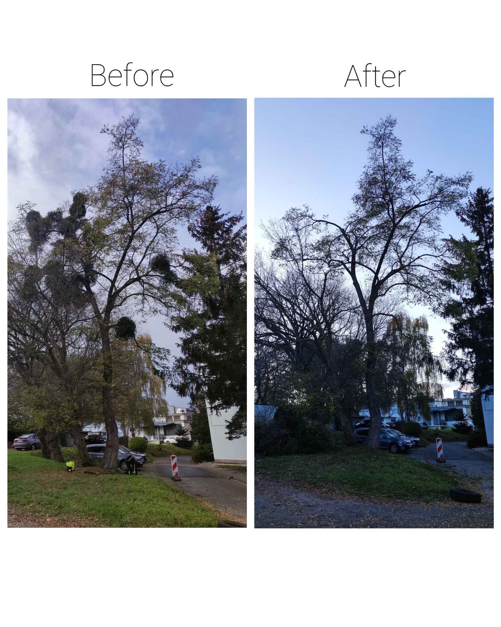Porównanie drzewa przed i po usunięciu jemioły, widoczne zmiany w koronie drzewa na tle zabudowań mieszkalnych i zaparkowanych samochodów.