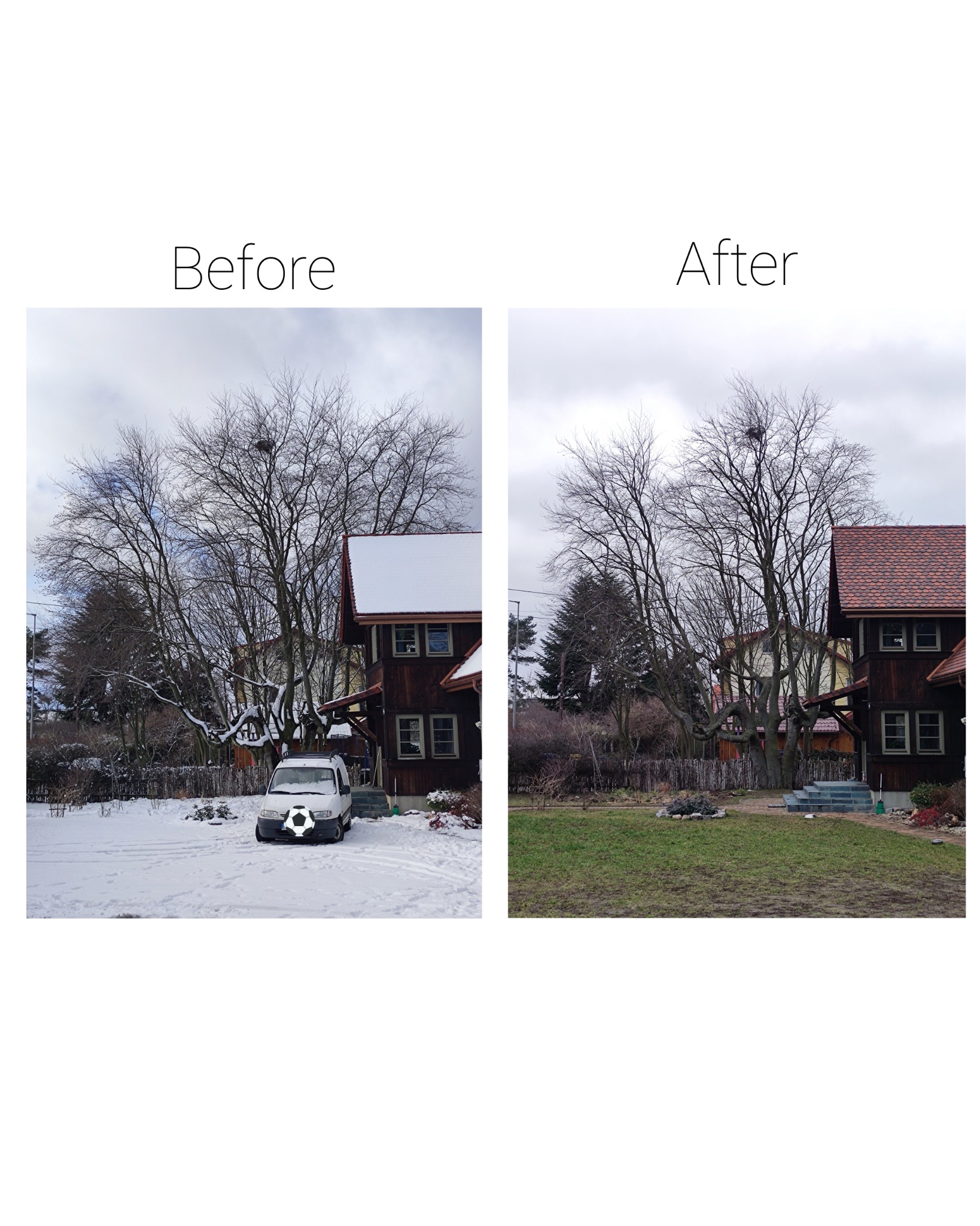 Porównanie stanu drzewa przed i po przycięciu, widoczne gniazdo na drzewie, zima zamieniona na wiosnę, śnieg ustąpił miejsca trawie, na pierwszym planie biały samochód dostawczy z zasłoniętym...