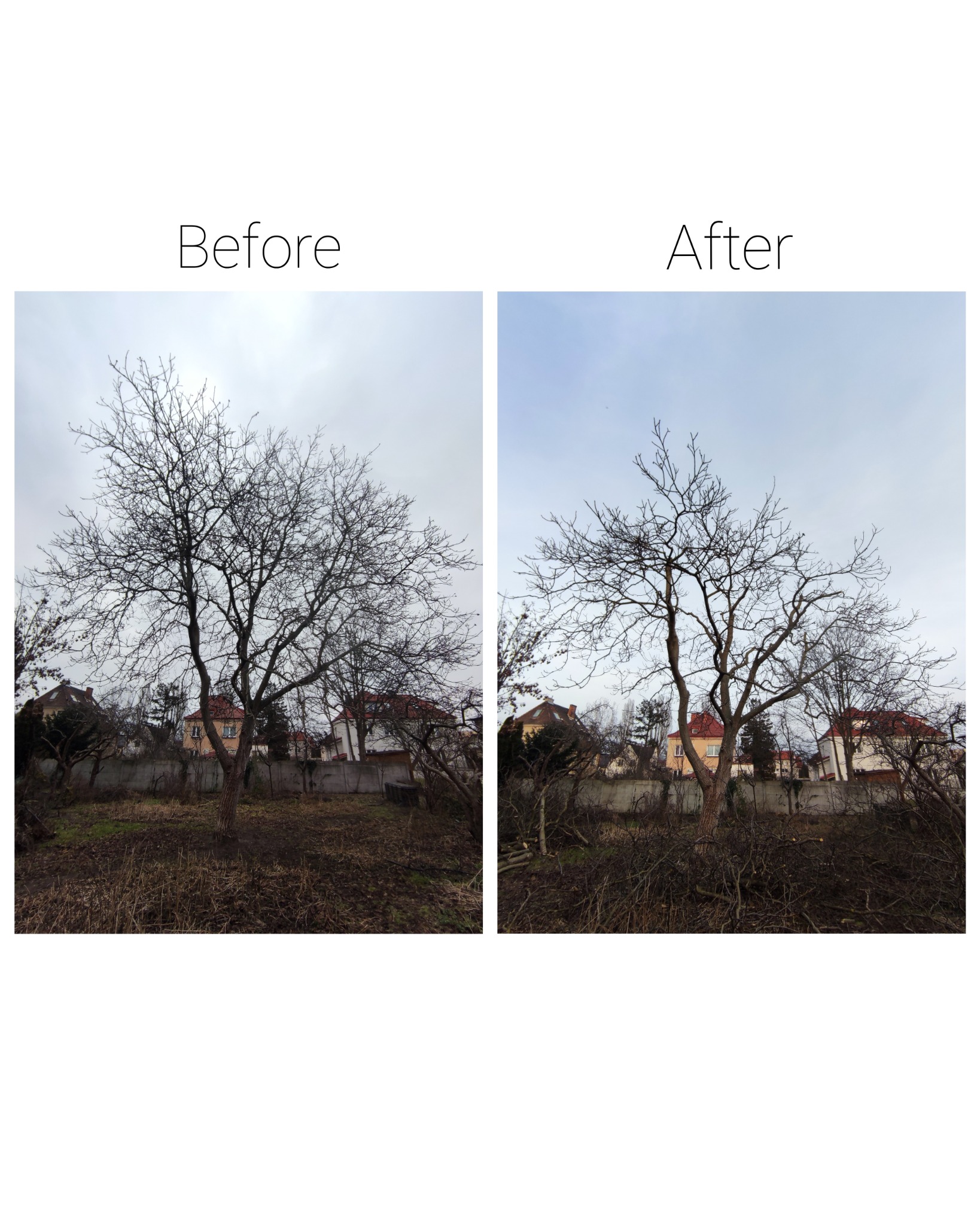 Porównanie stanu drzewa przed i po przycięciu gałęzi, widoczne ucięte gałęzie na ziemi.