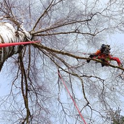 TreeWork F&F - Pielęgnacja i wycinka zieleni wysokiej - Znakomite Sadzenie Roślin w Krakowie