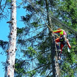 Wycinka drzew Kraków 4