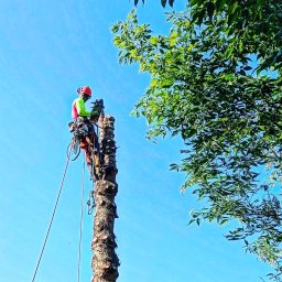 TreeWork F&F - Pielęgnacja i wycinka zieleni wysokiej - Arborysta w kasku i odzieży ochronnej, przycina wysoki pień drzewa za pomocą piły łańcuchowej, widok z dołu na tle błękitnego nieba i częściowo zielonych gałęzi.