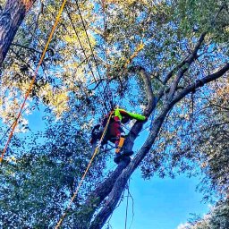 TreeWork F&F - Pielęgnacja i wycinka zieleni wysokiej - Arborysta w uprzęży, zabezpieczony linami, w trakcie pracy na drzewie, z widocznym niebieskim niebem w tle.