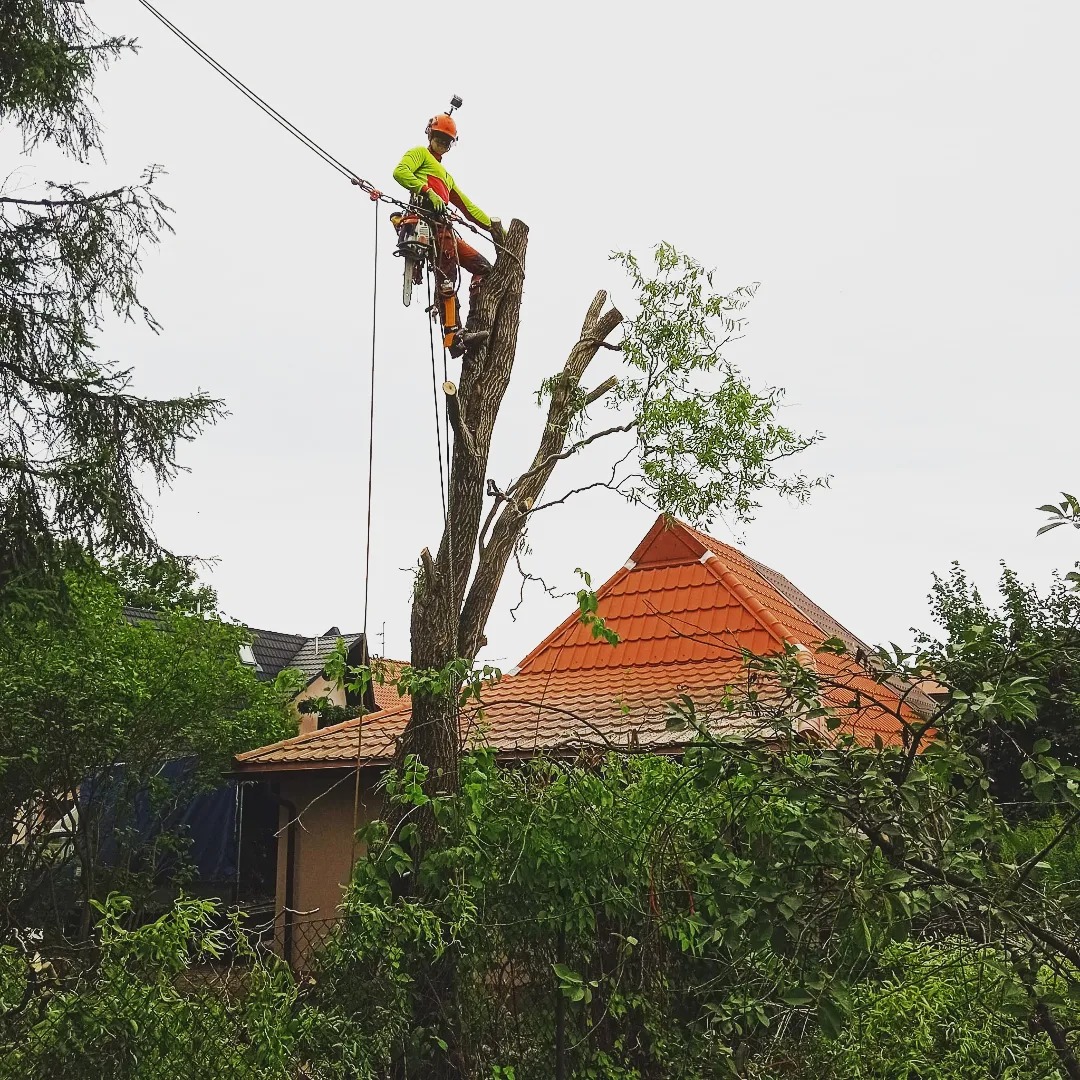 Arborysta w kasku i jaskrawej odzieży ochronnej, zabezpieczony linami, przycina konary wysokiego drzewa za pomocą piły spalinowej, na tle zabudowań mieszkalnych i zieleni.