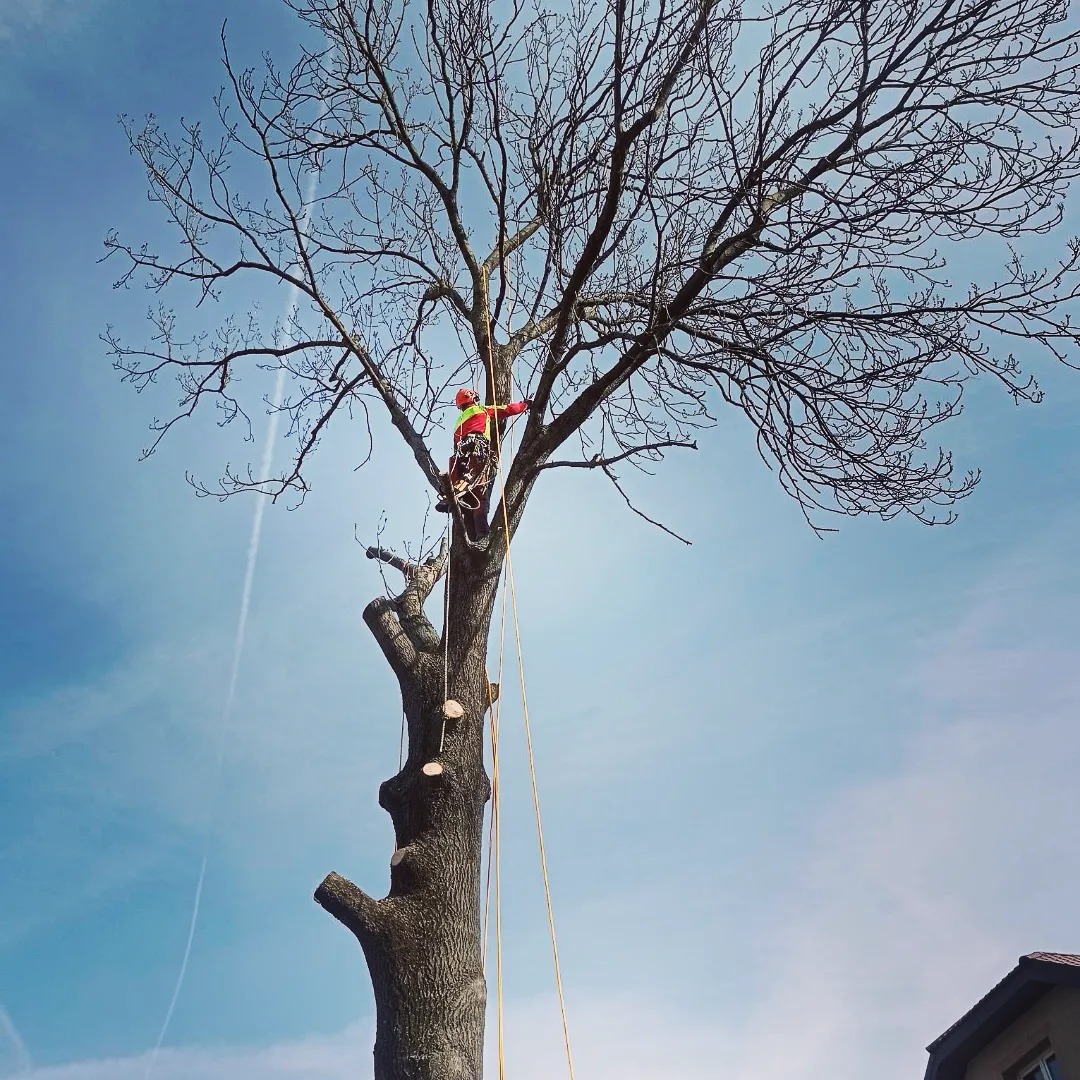 Arborysta w uprzęży, w trakcie pracy na wysokim, ogołoconym z liści drzewie z widocznymi śladami po cięciach, na tle błękitnego nieba.