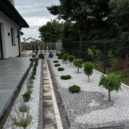 Wycinka drzew Płońsk 4