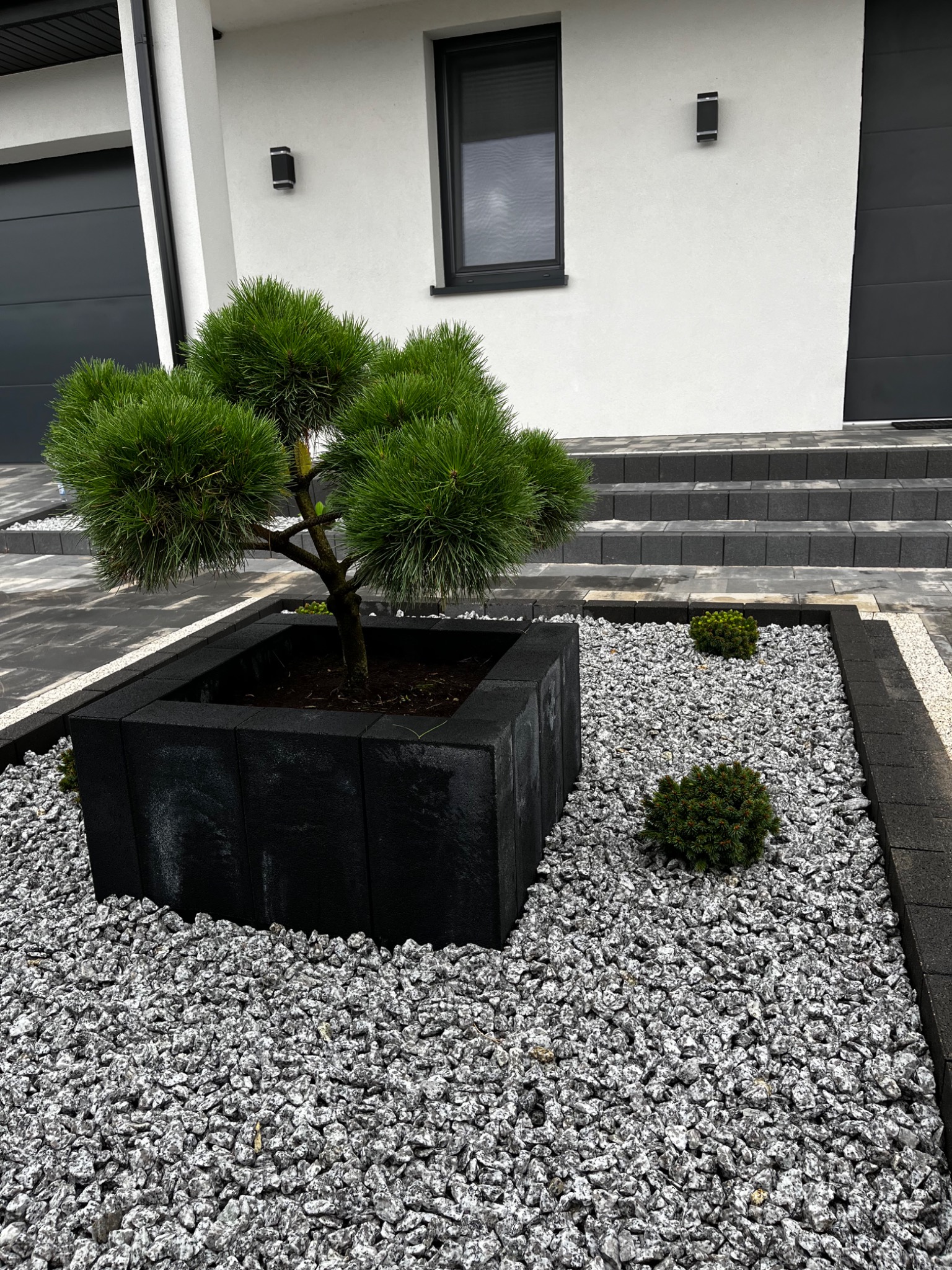 Ozdobna sosna w czarnej, kwadratowej donicy z betonowych elementów, otoczona białym żwirem i niskimi krzewami na tle nowoczesnego domu z szarymi drzwiami garażowymi i schodami.