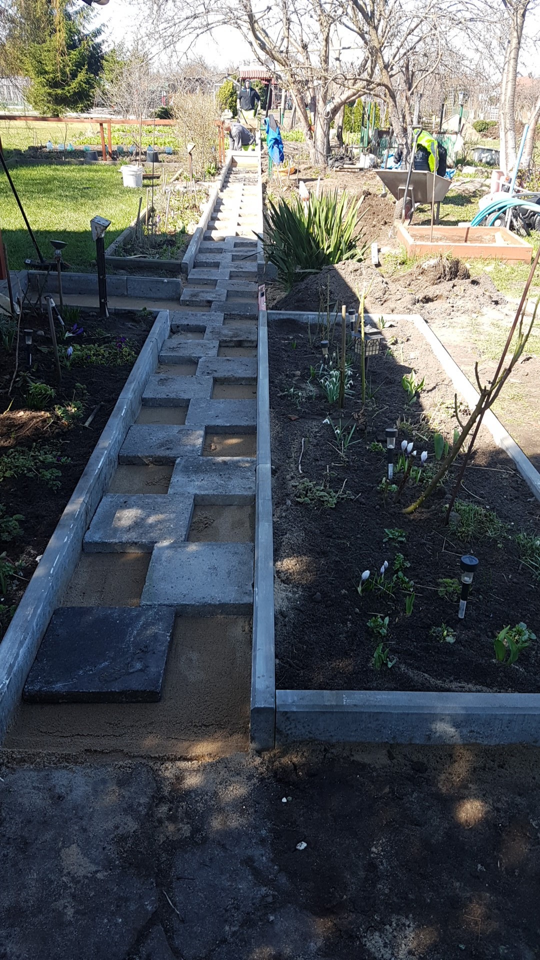 Ścieżka ogrodowa w trakcie budowy z betonowych płyt ułożonych na piasku, obrzeża z kostki betonowej, w tle widoczny ogród i pracownicy.