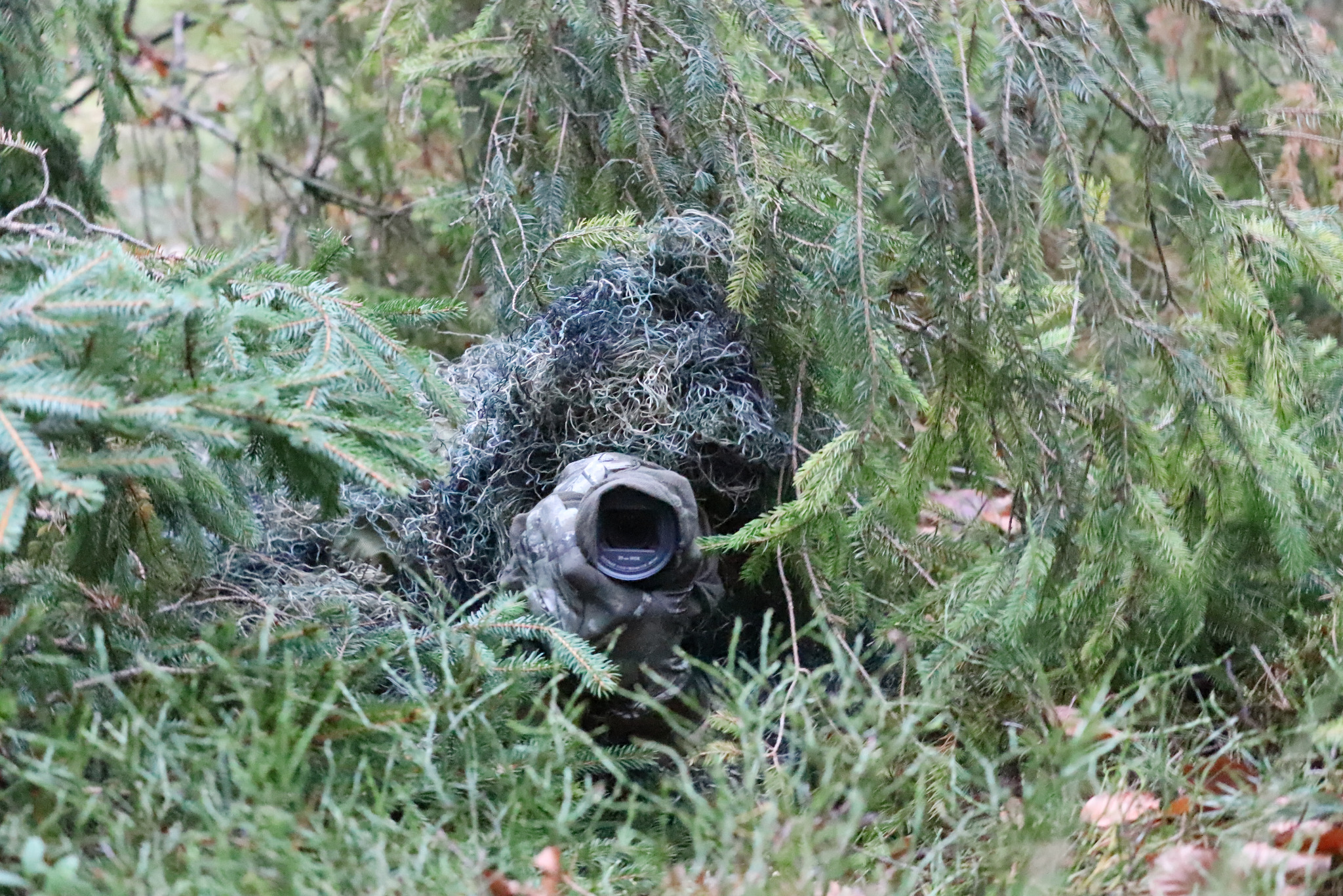 Osoba w kamuflażu leśnym, z widocznym obiektywem aparatu, ukryta wśród gałęzi drzew iglastych. Dyskretna obserwacja w naturalnym środowisku.