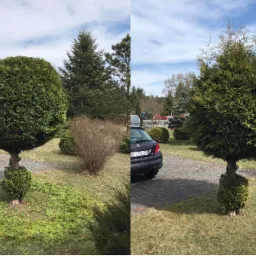 Dwie fotografie tego samego ogrodu, na kt&oacute;rych widać formowane drzewo iglaste w kształcie kuli na pniu, otoczone niską roślinnością, z zaparkowanym samochodem osobowym w tle.