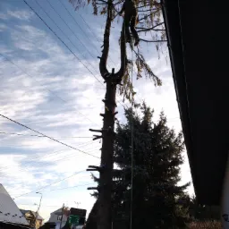 Arborysta na wysokiej sośnie w trakcie wycinki gałęzi, widok z dołu na tle błękitnego, zachmurzonego nieba, z widocznymi liniami wysokiego napięcia.