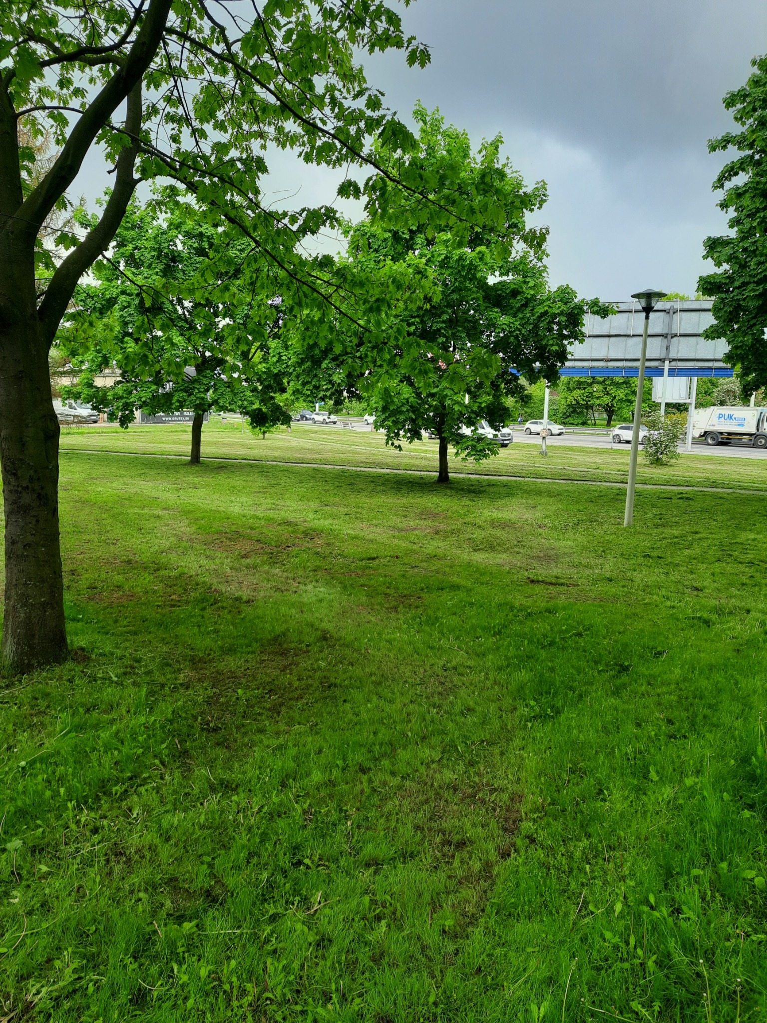 Świeżo skoszony trawnik miejski z młodymi drzewami liściastymi w tle, widoczny ruch uliczny i słup oświetleniowy.