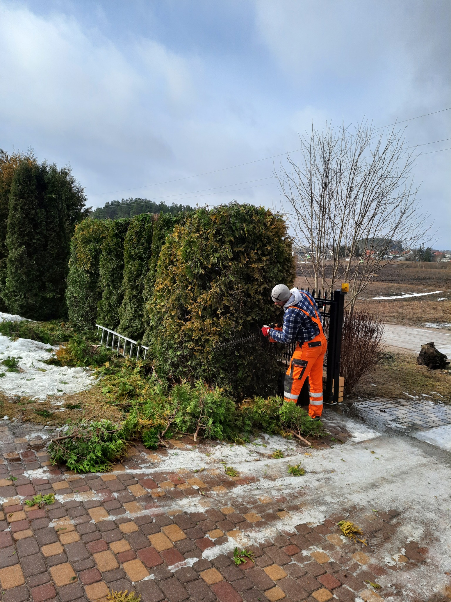 Pracownik w pomarańczowym kombinezonie przycina żywopłot z tui za pomocą elektrycznych nożyc, na ziemi leżą obcięte gałęzie, w tle widoczny krajobraz z resztkami śniegu.