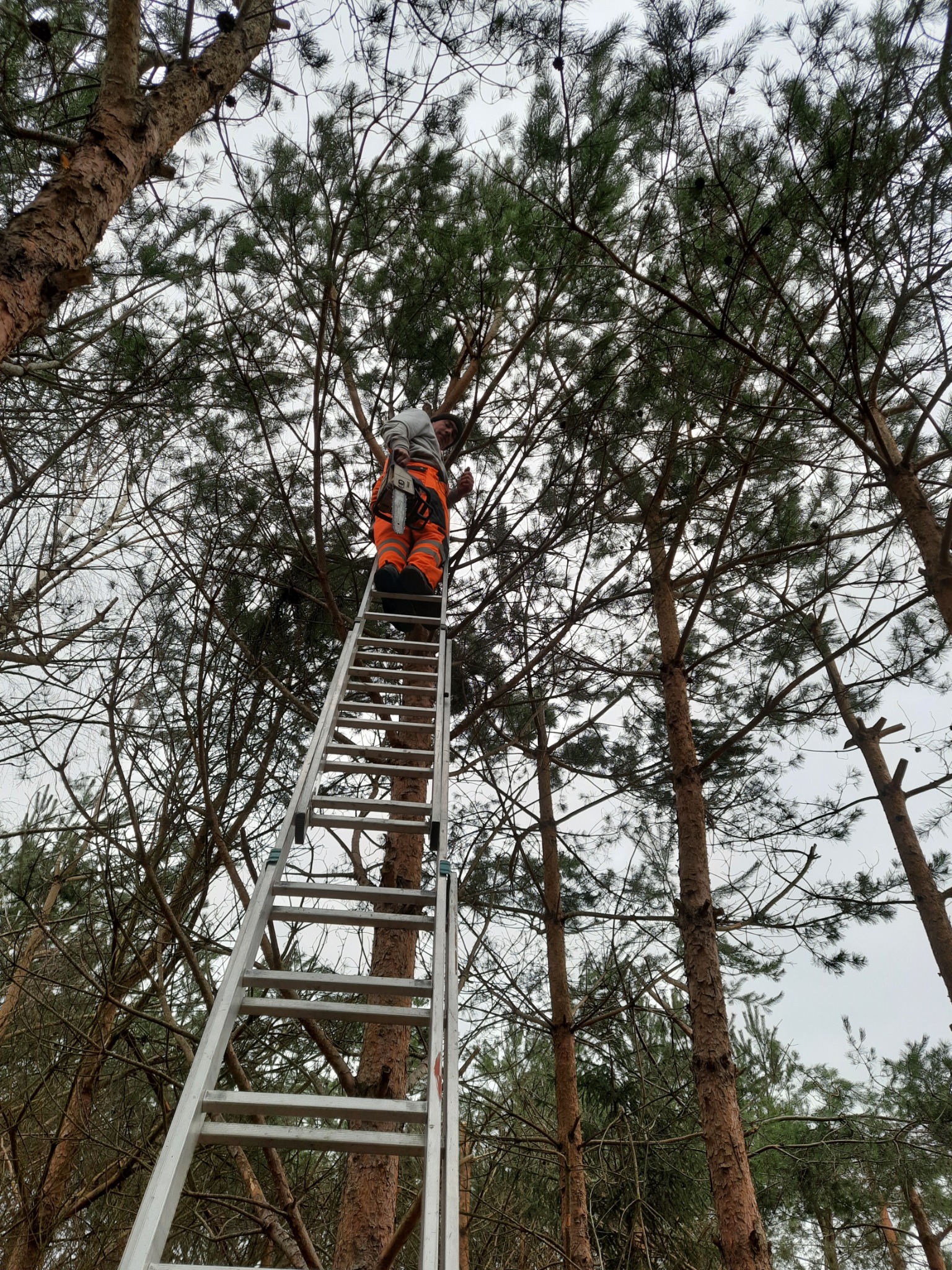 Pracownik w pomarańczowych spodniach ochronnych na aluminiowej drabinie, przycina gałęzie sosny, widok z dołu na tle pochmurnego nieba.