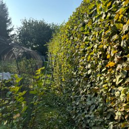 STARK ZAKŁAD USŁUGOWO-HANDLOWY EWA WRÓBEL - Wysoki żywopłot z grabu pospolitego w ogrodzie, z drabina opartą o jego bok, w tle szklarnia z siatki.