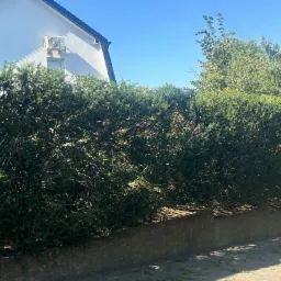 Gęsty, zielony żywopłot z iglaków, częściowo przycięty, oddzielający posesję od chodnika, z widocznym fragmentem białego domu z klimatyzatorem w tle.