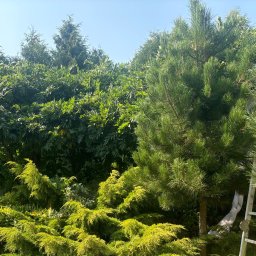 STARK ZAKŁAD USŁUGOWO-HANDLOWY EWA WRÓBEL - Gęsty ogród z różnorodnymi drzewami i krzewami, w tle wysokie drzewa liściaste, na pierwszym planie sosna i jałowce, częściowo widoczna drabina oparta o drzewo.