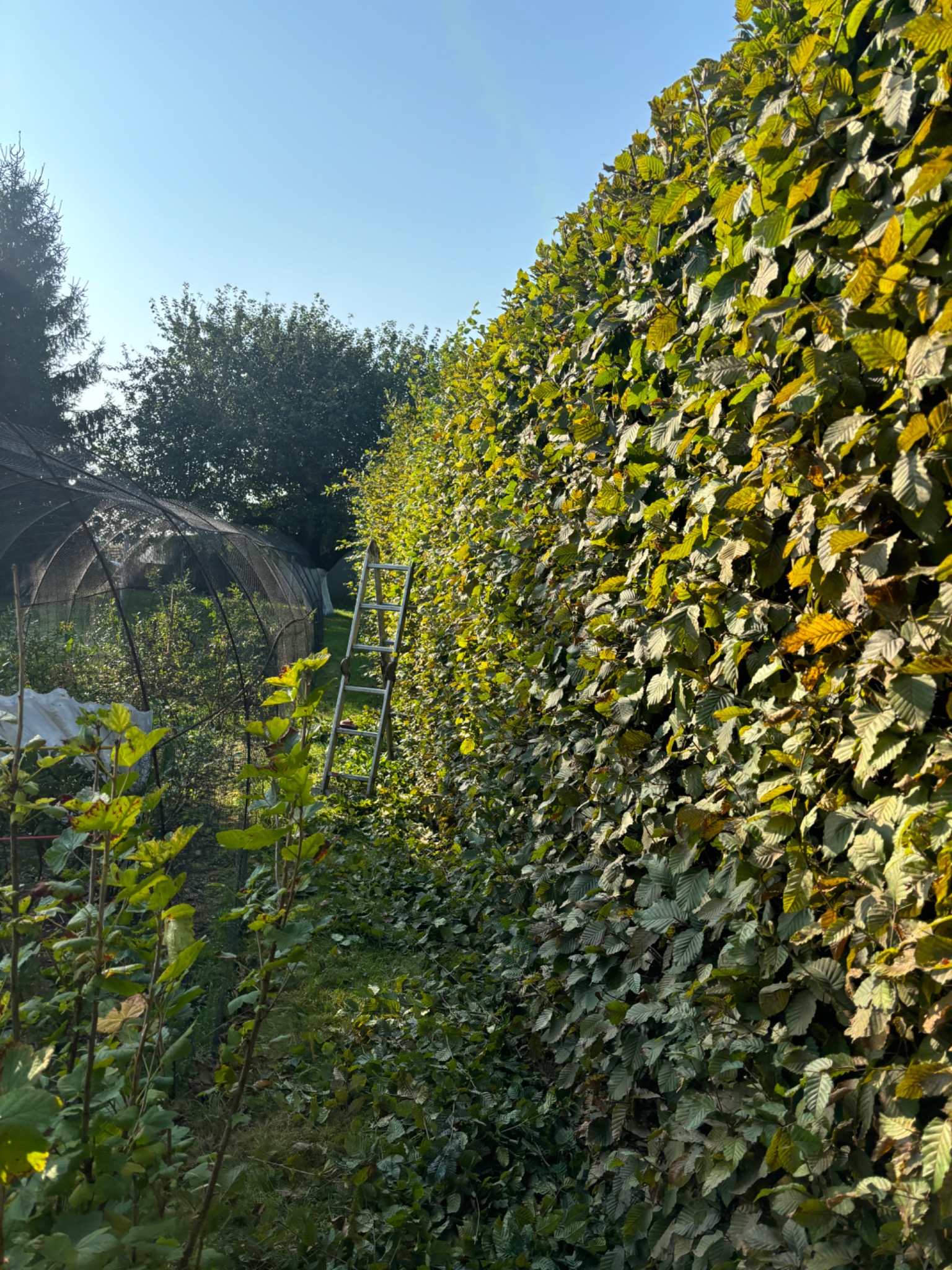 Wysoki żywopłot z grabu pospolitego w ogrodzie, z drabina opartą o jego bok, w tle szklarnia z siatki.
