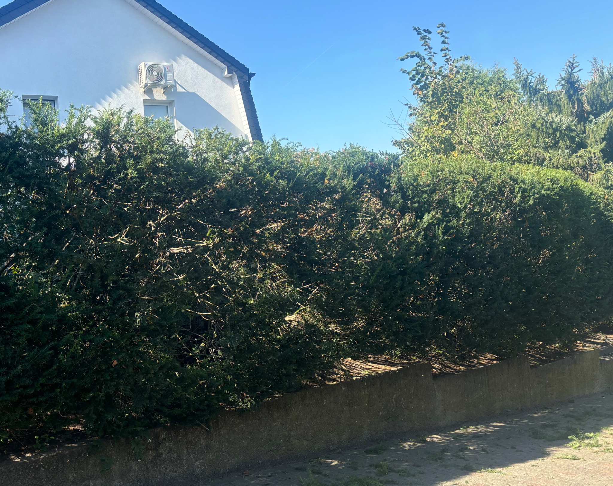 Gęsty, zielony żywopłot z iglaków, częściowo przycięty, oddzielający posesję od chodnika, z widocznym fragmentem białego domu z klimatyzatorem w tle.